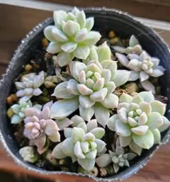 2025年最新】プロリフィカ錦の人気アイテム - メルカリ