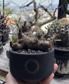 2025年最新】チレコドン ペアルソニーの人気アイテム - メルカリ