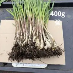 エシャレット 400g強のサムネイル