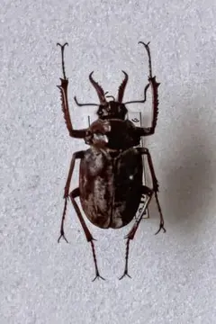 2025年最新】コガシラクワガタ 標本の人気アイテム - メルカリ