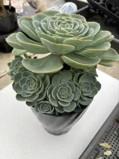 2025年最新】多肉植物 エケベリア セットの人気アイテム - メルカリ