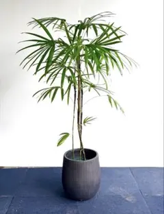 2026年最新】シュロチクの人気アイテム - メルカリ