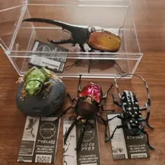 いきもの大図鑑アドバンス ヘラクレスオオカブト ニジイロクワガタ