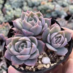 2025年最新】多肉 チワワエンシスの人気アイテム - メルカリ