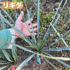 2025年最新】ユッカ リギダの人気アイテム - メルカリ