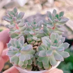 多肉植物 白雪ミセバヤ ケープブランコ もりもり抜き苗ポットの中全部