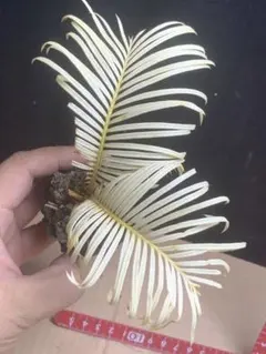 サイカスレボルタ 斑入り ソテツ 蘇轍錦 錦 サボテン アガベ 極上総柄