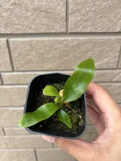 貯水用展開中！おすすめ品】ビカクシダ 'Gorgon' ゴーゴン 台湾株