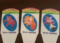魅惑の花 デンマークカクタス 3色セット 2節3個　希少品種含め3セット合計9個
