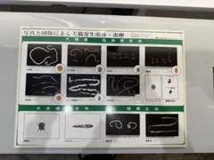 犬猫寄生虫体・虫卵 啓発用パネル 獣医療 犬と猫の寄生虫図鑑 大パネル - メルカリ