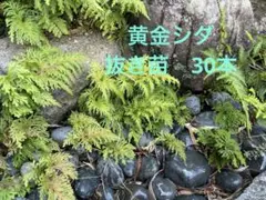 2025年最新】イワヒバの人気アイテム - メルカリ