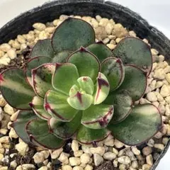 2026年最新】ジョアンダニエル 多肉の人気アイテム - メルカリ