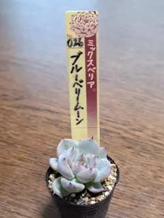 ☆ヴィンテージレター☆おらいさん苗☆第四種郵便☆月曜発送予定