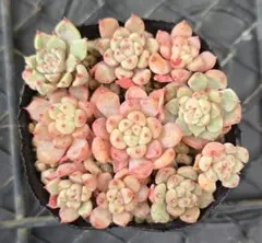 2025年最新】キュートバブル 多肉の人気アイテム - メルカリ