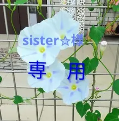 sister✩様 専用 西洋アサガオ　ブルースター　種のサムネイル