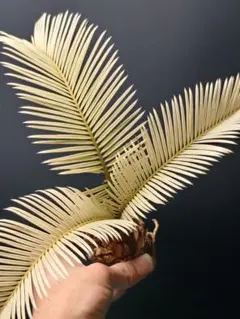 ど*ら様 TC6 ★黄金ソテツ★斑入りソテツ★ 蘇鉄 モンステラ 白い蘇鉄 変異 S*A様 TA49 ☆黄金ソテツ☆斑入りソテツ☆ 蘇鉄 モンステラ 白い