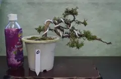 2025年最新】糸魚川真柏の人気アイテム - メルカリ