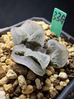 Top【選抜株】多肉植物　13219浮藻ウキモ　10個　鉢無し/脱土 Top【選抜株】多肉植物 13219浮藻ウキモ 10個 鉢無し/脱土 - メルカリ