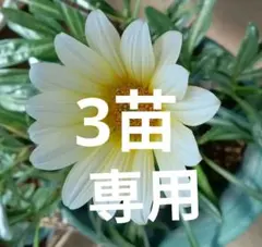 花の苗】ガザニア・クリームイエローの花苗❤︎抜き苗❤︎ふ - メルカリ