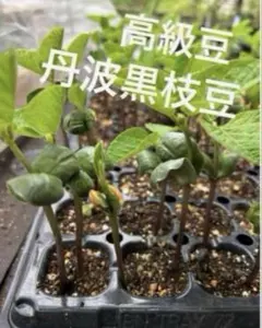高級丹波の黒枝豆 15本のサムネイル