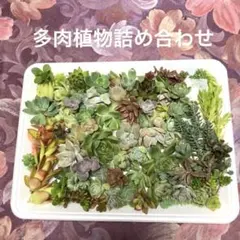 ★多肉植物　詰め合わせ♪のサムネイル