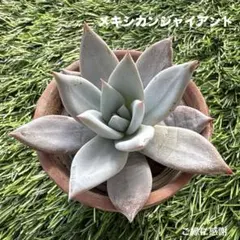 2025年最新】メキシカンジャイアントの人気アイテム - メルカリ