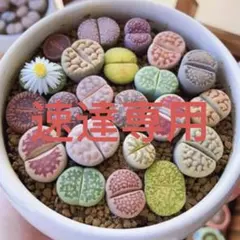 2026年最新】多肉植物 リトープスの人気アイテム - メルカリ