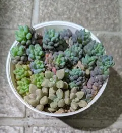 多肉植物 インディカ - メルカリ