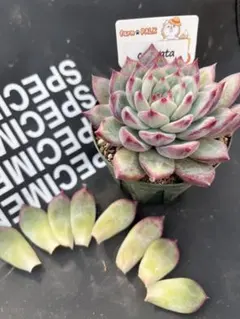 2025年最新】ファームパルクの人気アイテム - メルカリ