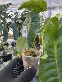 アンスリウム　ベイチー　No.048　5号鉢、送料込　メルカリ便 アンスリウム ベイチー 5号＊ - メルカリ