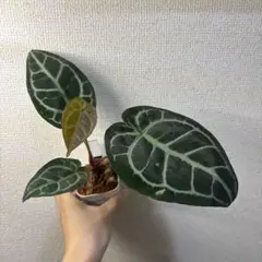 Anthurium AOS✖️RVDP斑入り - メルカリ
