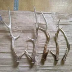 エゾシカ 鹿の角 7本セット 【北海道】アルコール除菌済 自然落角 クラフト素材 エゾシカ鹿の角7本セット北海道アルコール除菌済 自然落角クラフト素材