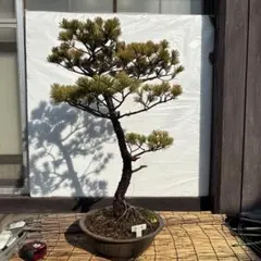 赤松 盆栽 赤松盆栽 古木 模様木 - メルカリ