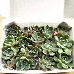 1名様限定　七福美尼　カット苗　多肉植物　多肉のサムネイル