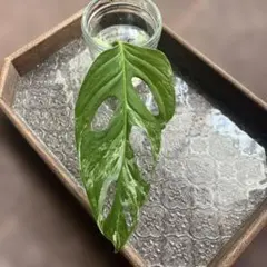 ⑩ 観葉植物　モンステラ　斑入りマドカズラ　カット苗のサムネイル
