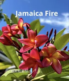プルメリア Jamaica Fire5号実生接木花芽付き② - メルカリ