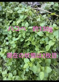 ハコベ 農薬除草剤不使用 - メルカリ