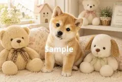 柴犬の子犬 デジタルアート イラスト ポストカード