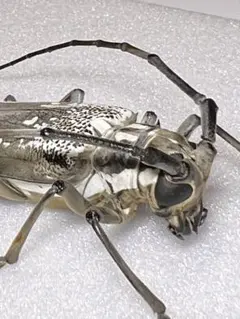 2026年最新】カミキリ 昆虫標本の人気アイテム - メルカリ