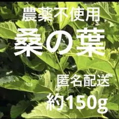 農薬不使用　桑の葉　約150グラムのサムネイル