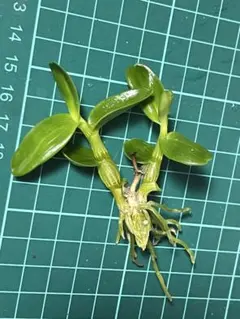 へのかっぱ様 リクエスト 2点 まとめ商品