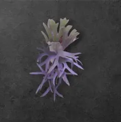2026年最新】cotton cloud ビカクシダの人気アイテム - メルカリ