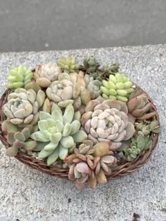 寄せ植えセット　多肉植物　エケベリア　セダム