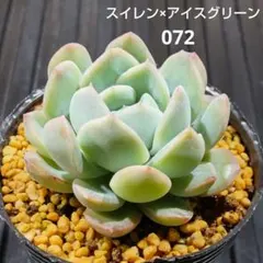 多肉植物 【アイスグリーン】 - メルカリ