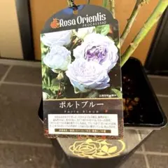 2025年最新】希少バラ苗の人気アイテム - メルカリ