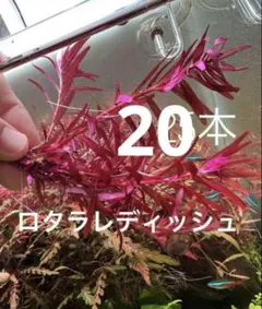 hanaca＊様 リクエスト 2点 まとめ商品