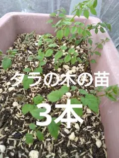 タラの木苗　タラの芽家庭菜園のサムネイル