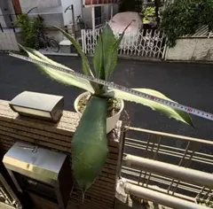大型❗️70㎝　Agave アガベ　 ミスターリップル　ワイドリーフ