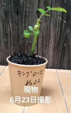 バラ苗キングローズの挿し木抜き苗 ぬ22 - メルカリ