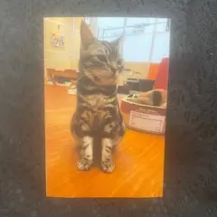 猫 写真 ポストカードサイズ3枚セット 花 カフェ